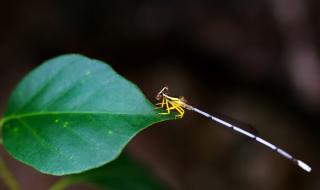 盛夏的果实简谱 盛夏的果实简谱